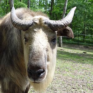 Sichuan Takin