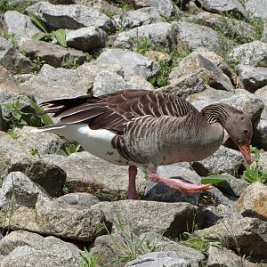 Greylag Goose