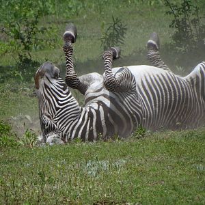 Grevy's Zebra