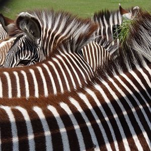 Grevy's Zebra