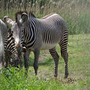 Grevy's Zebra