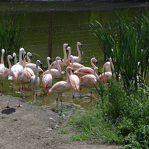 Chilean Flamingo