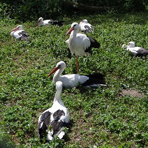 White Stork