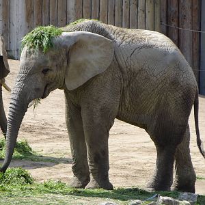 African Bush Elephant