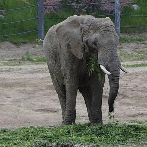 African Bush Elephant