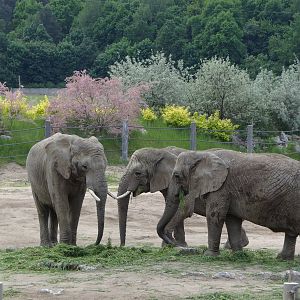 African Bush Elephant