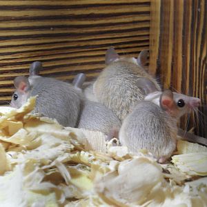 Spiny mice