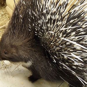 Puffed porcupine