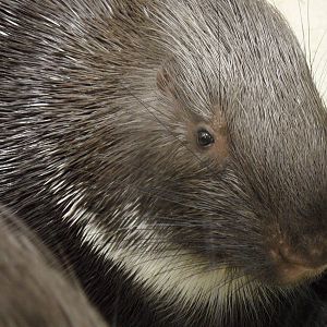 Porcupine
