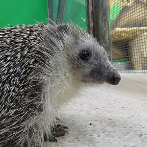 Hedgehog