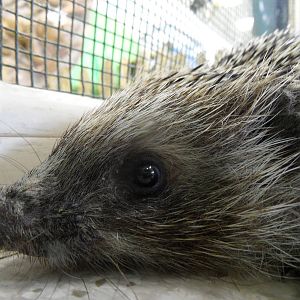 Hedgehog closeup