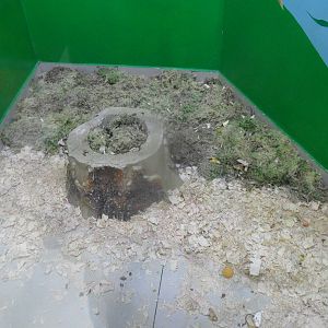 Substrate for squirrel monkey