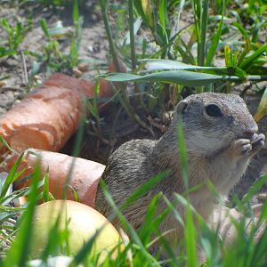 European Souslik