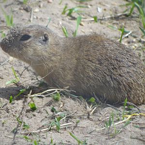 European Souslik