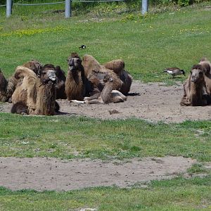 Bactrian Camel