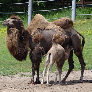Bactrian Camel