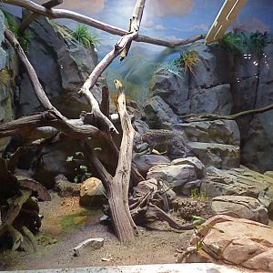 Fishing Cat Exhibit