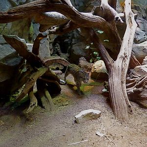 Fishing Cat Exhibit