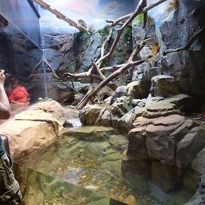 Fishing Cat Exhibit