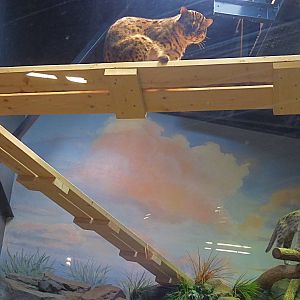 Walking Platform - Fishing Cat Exhibit