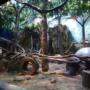 Asian Small Clawed Otter Exhibit