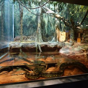 Anaconda Exhibit