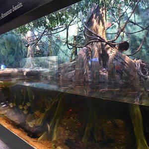 Amazonian Exhibit