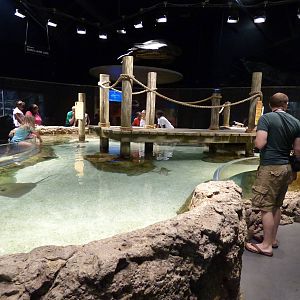 Cow Nosed Ray Touch Pool