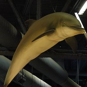 Dolphin Decor