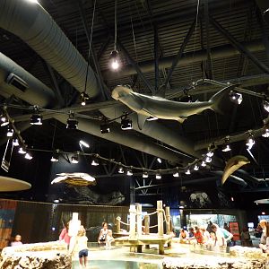 Above Decor in Aquarium