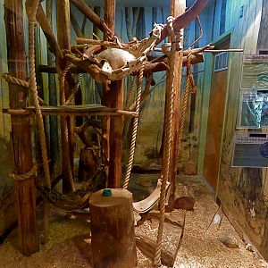 Tamandua/Hairy Screaming Armadillo/9 Banded Armadillo Exhibit