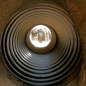 Tunnel to Meerkat Exhibit