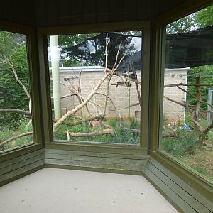 White Nosed Coati Exhibit