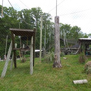 Javan Gibbon Exhibit