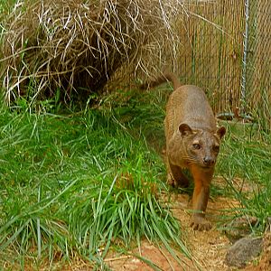 Fossa Exhibit