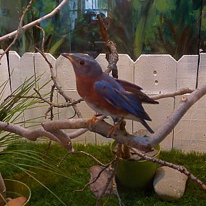 Blue bird exhibit