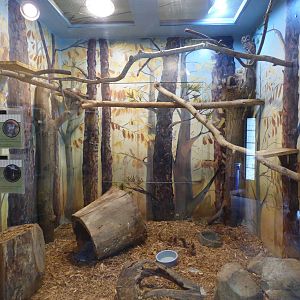 Owl & Skunk Exhibit