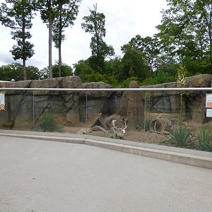 Meerkat Exhibit