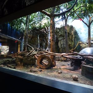 Asian Small Clawed Otter Exhibit