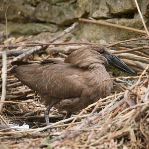 Hamerkop : Birdland : 19 Apr 2015