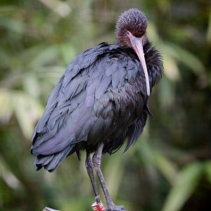 Puna ibis : Birdland : 19 Apr 2015