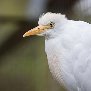 Cattle egret : Birdland : 19 Apr 2015