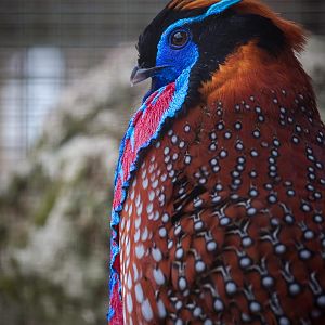 Temmincks tragopan : Birdland : 19 Apr 2015