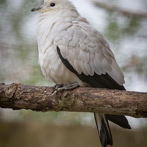 Pied imperial pigeon : Birdland : 19 Apr 2015