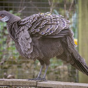 Grey peacock-pheasant : Birdland : 19 Apr 2015