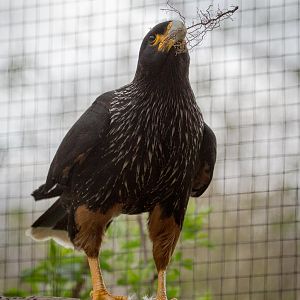 Striated caracara : Birdland : 19 Apr 2015