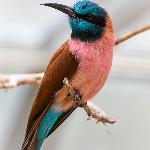 Northern carmine bee-eater : Birdland : 19 Apr 2015