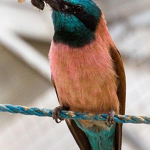Northern carmine bee-eater : Birdland : 19 Apr 2015