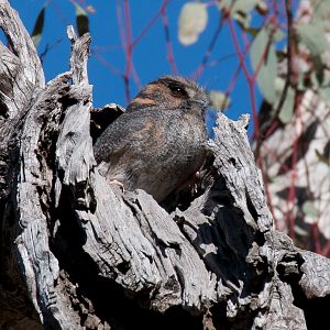 Australian Owlet-Nightjar
