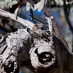 Australian Owlet-Nightjar